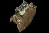 Fossil Rhino (Stephanorhinus) Jaw Section - Germany #111878-2
